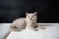 British Shorthair lilac cat, cute and beautiful kitten, sitting on a white cushion on a black background, playing naughty and