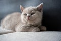 British Shorthair lilac cat, cute and beautiful kitten sitting on a white cushion on a black background, sleepy face