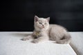 British Shorthair lilac cat, cute and beautiful kitten, sitting on a white cushion on a black background, sleepy face