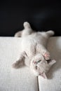 The British Shorthair lilac cat, cute and beautiful kitten, is sleepy on a cloth cushion, lying on his back. Relaxing posture is