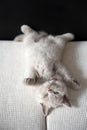 The British Shorthair lilac cat, cute and beautiful kitten, is sleepy on a cloth cushion, lying on his back. Relaxing posture is