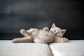 The British Shorthair lilac cat, cute and beautiful kitten, is sleepy on a cloth cushion, lying on his back. Relaxing posture is