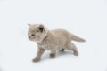 The British Shorthair lilac cat, a cute and beautiful kitten, is standing looking and wondering