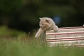 British Shorthair lilac kitten in the box Royalty Free Stock Photo