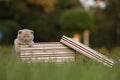 British Shorthair lilac kitten in the box Royalty Free Stock Photo