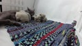 Cat feeding her new born kittens, traditional carpet