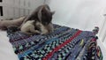 Cat feeding her new born kittens, traditional carpet