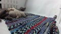 Cat feeding her new born kittens, traditional carpet