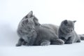 British Shorthair mom cat hugging her two kittens Royalty Free Stock Photo