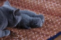 British Shorthair mom cat taking care of her babies