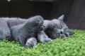 British Shorthair mom cat taking care of her kitten