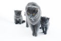 British Shorthair mom cat with two kittens walking Royalty Free Stock Photo