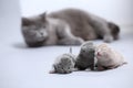 Mother cat takes care of her newly born kittens Royalty Free Stock Photo