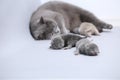 Mother cat takes care of her newly born kittens Royalty Free Stock Photo