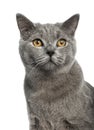 British Shorthair (6 months old) Royalty Free Stock Photo