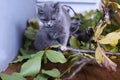 British Shorthair mother carrying her kitten in mouth Royalty Free Stock Photo