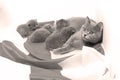 British Shorthair mother cat feeding her kittens Royalty Free Stock Photo