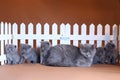 British Shorthair mother cat with small kittens near wooden fence Royalty Free Stock Photo