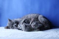 British Shorthair mother cat taking care of her new born kitten Royalty Free Stock Photo