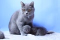 British Shorthair mother cat taking care of her new born kitten Royalty Free Stock Photo