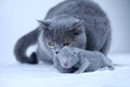 British Shorthair mother cat taking care of her new born kitten Royalty Free Stock Photo