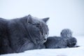 British Shorthair mother cat taking care of her new born kitten Royalty Free Stock Photo