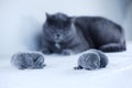 British Shorthair mother cat taking care of her new born kitten Royalty Free Stock Photo