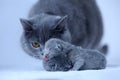 British Shorthair mother cat taking care of her new born kitten Royalty Free Stock Photo