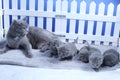 British Shorthair mother cat taking care of her new born kittens