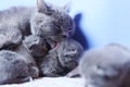 British Shorthair mother cat taking care of her new born kittens