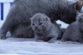 British Shorthair mother cat taking care of her new born kittens