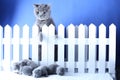 British Shorthair mother cat watching her babies through the fence Royalty Free Stock Photo