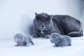 British Shorthair mother cat watching her new born kitten Royalty Free Stock Photo