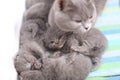 British Shorthair mother taking care of her babies, portrait from above