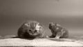 Cute little kittens on a towel