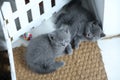 British Shorthair new born kittens looking up Royalty Free Stock Photo