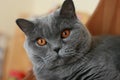 British shorthair Royalty Free Stock Photo