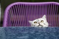 British Shorthair puss Royalty Free Stock Photo