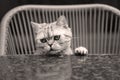 British Shorthair puss Royalty Free Stock Photo