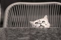 British Shorthair puss Royalty Free Stock Photo