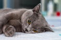 British shorthair recovering from anesthesia on the table at the veterinary clinic