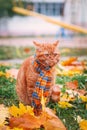 British shorthair red cat in autumn
