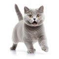 British shorthair running forward and look at something Royalty Free Stock Photo