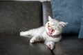 British shorthair silver-gray kitten with a beautiful face and good pedigree. Yawning and sleeping on the dark gray sofa in the