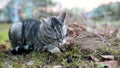 British shorthair silver tabby cat biting catnip or catmint plant outdoors