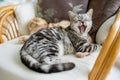 British shorthair silver tabby cat in a living room. Adult domestic cat spending time indoors at home Royalty Free Stock Photo