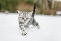 British shorthair silver tabby kitten walking in a back yard on snowy winter day. Juvenile domestic cat having fun outdoors in a Royalty Free Stock Photo