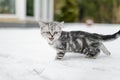 British shorthair silver tabby kitten walking in a back yard on snowy winter day. Juvenile domestic cat having fun outdoors in a Royalty Free Stock Photo