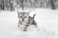 British shorthair silver tabby kitten walking in a back yard on snowy winter day. Juvenile domestic cat having fun outdoors in a Royalty Free Stock Photo