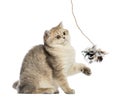 British shorthair sitting, playing with feather toy